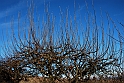S. Damiano d'Asti_030